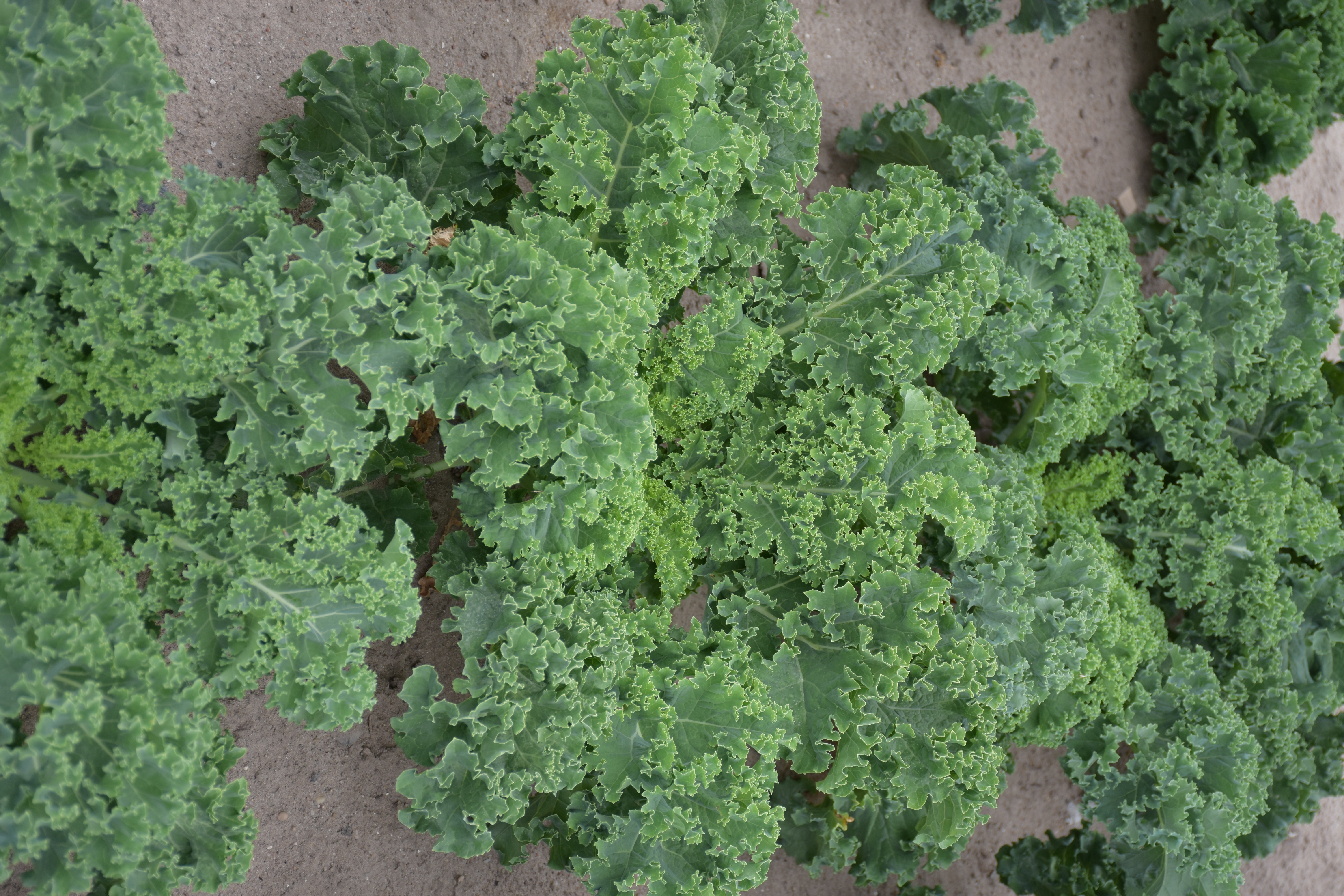 niska odmiana jarmużu